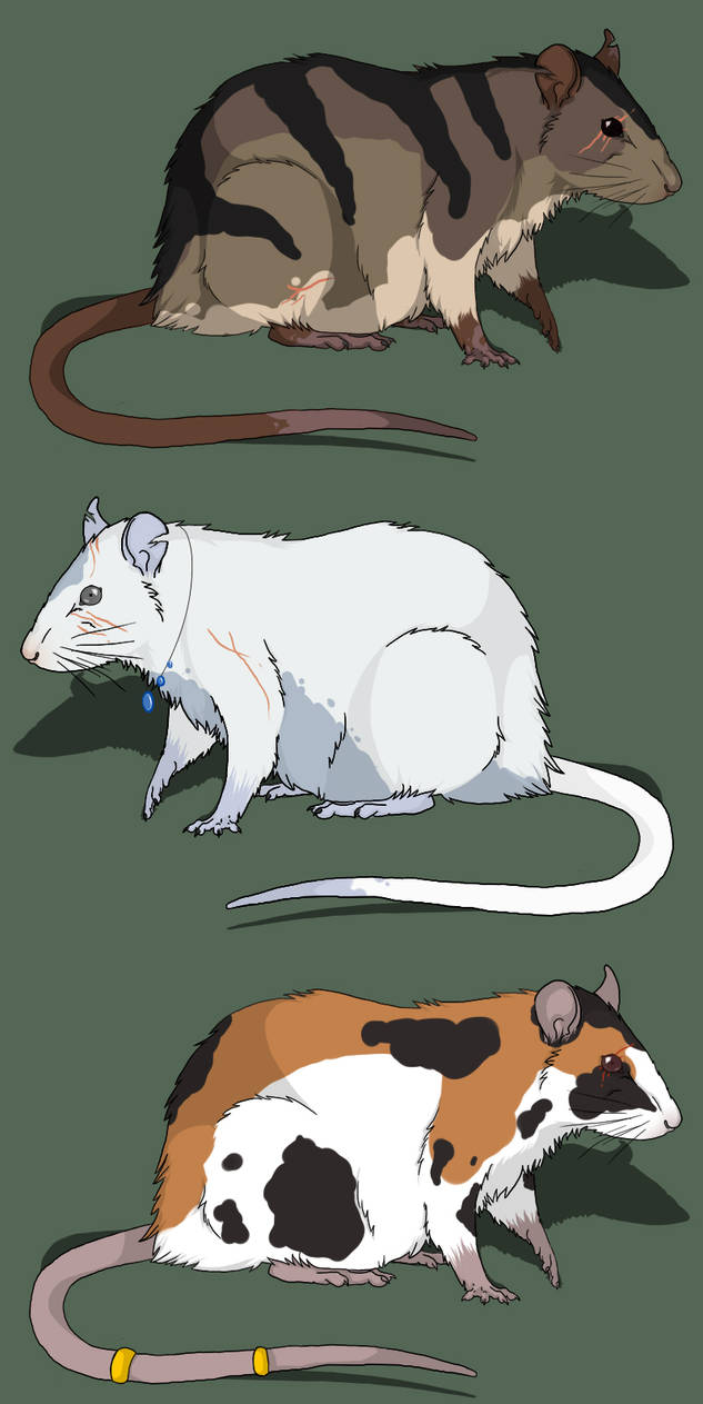 Rat Deviantart Rat characters by mistywren on DeviantArt