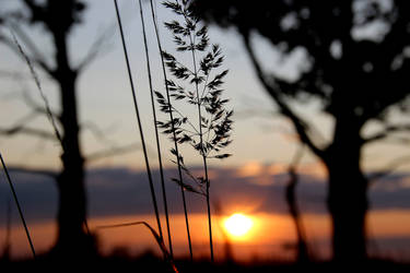 Lammas Time...