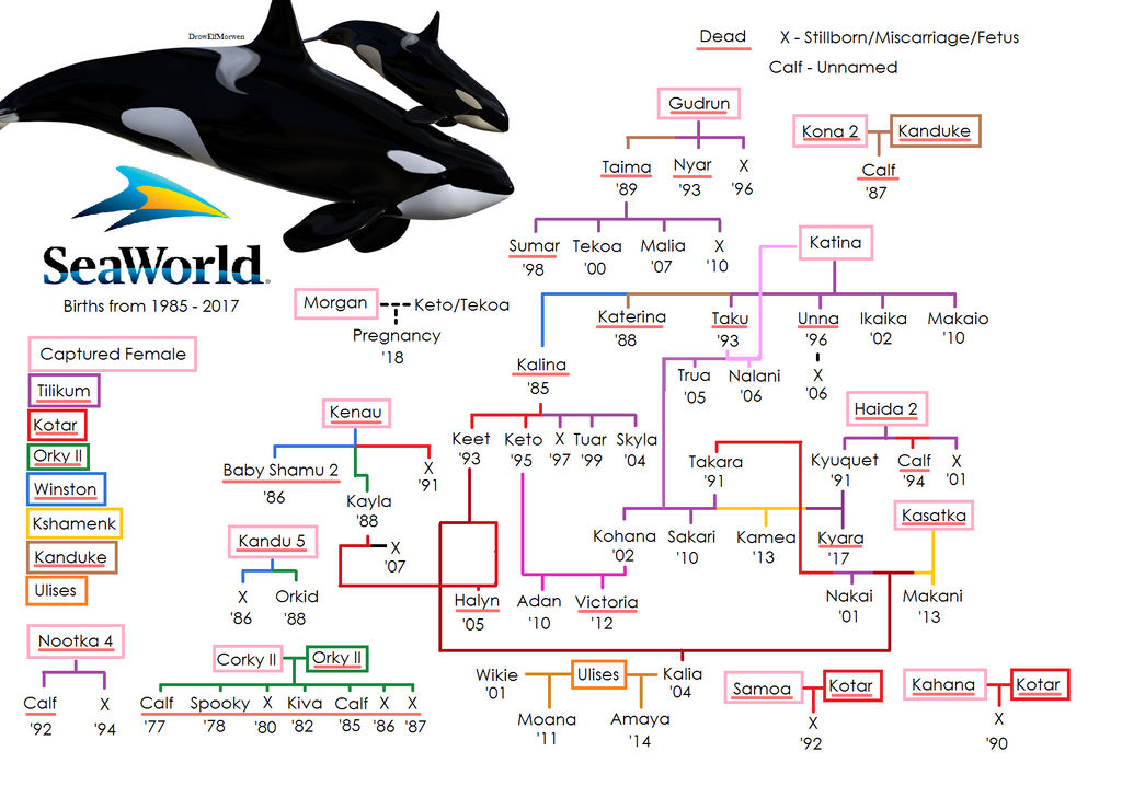 Seaworld Family Tree by LadyCheyenne on DeviantArt
