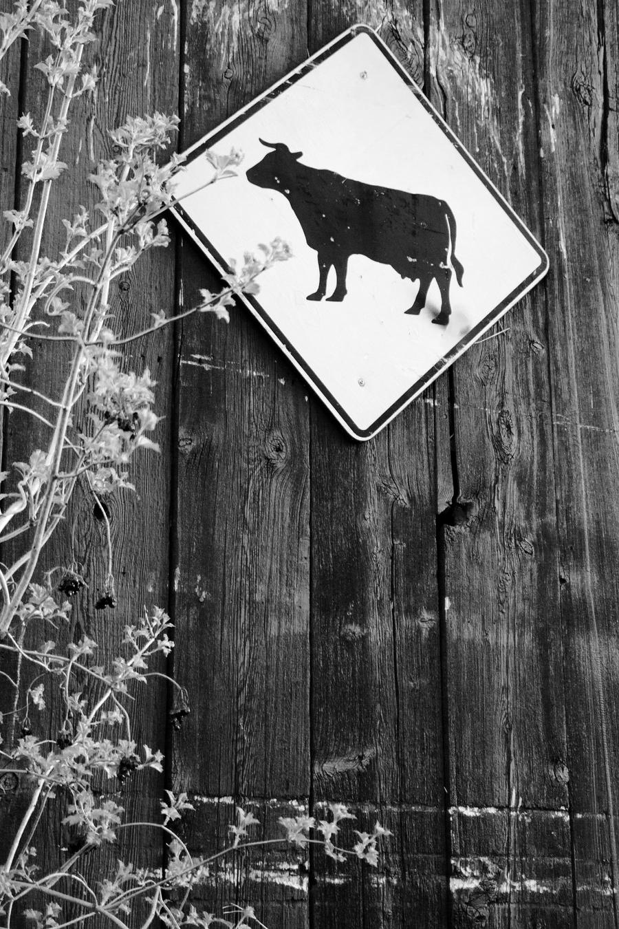 Cow Crossing