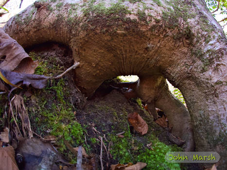 TheRealJohnMarsh - Professional, Filmographer | DeviantArt