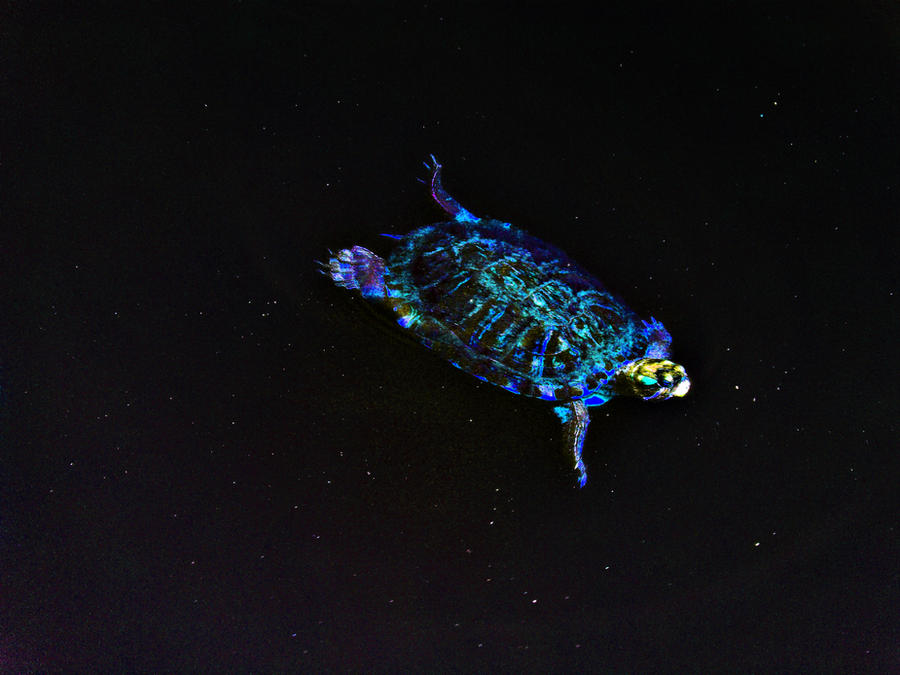 Meteor Turtle Cosmic Turtle full size by Mrpants93 on DeviantArt