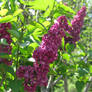 Lilacs