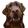 Chocolate Lab Caricature