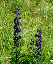 Monkshood