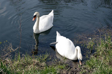 Swans