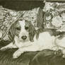 Muttsky - our pet beagle