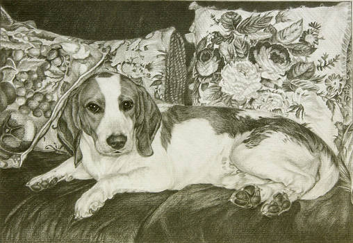 Muttsky - our pet beagle