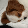 All tuckered out