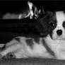 Bax