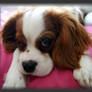 Bax relaxed