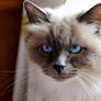 Eyes of Ice