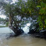 From Betwixt the Mangroves