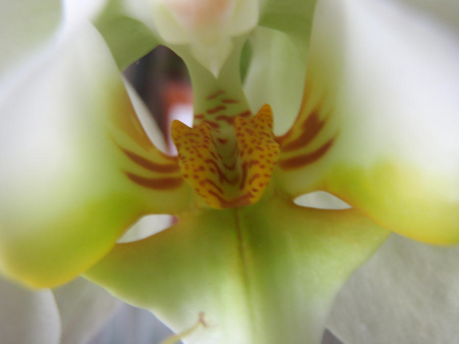 Inside an orchid