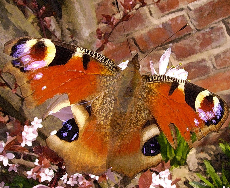 Peacock Butterfly