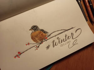 winter birdy (american robin) 
