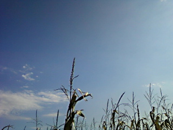 Corn and Sky