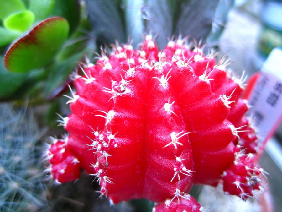 Ruby Needles