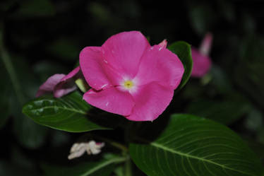 Pink Flower