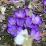 Crocus