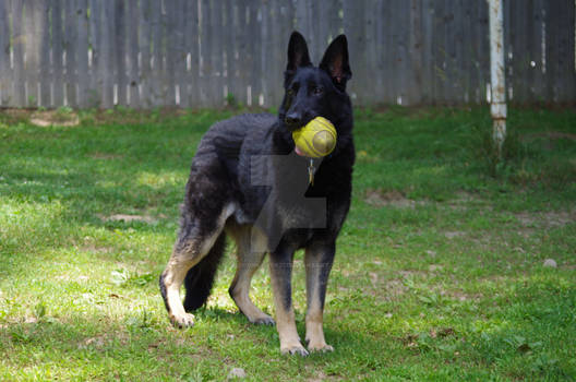 Baier and his Ball