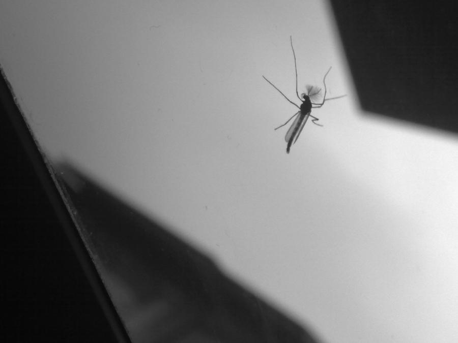 Insect by Eli92 on DeviantArt