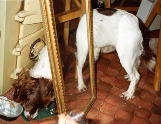 Mirrored Dog.