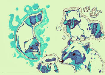 blue raccoon