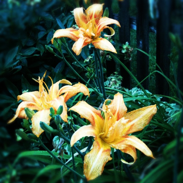 Backyard Lilies