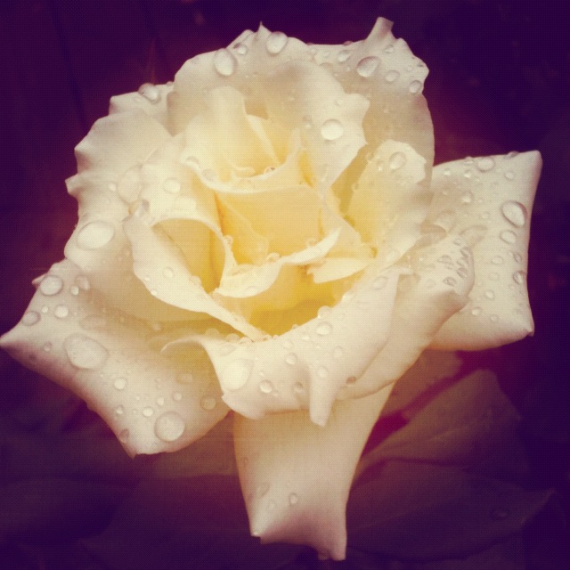 White Peace Rose