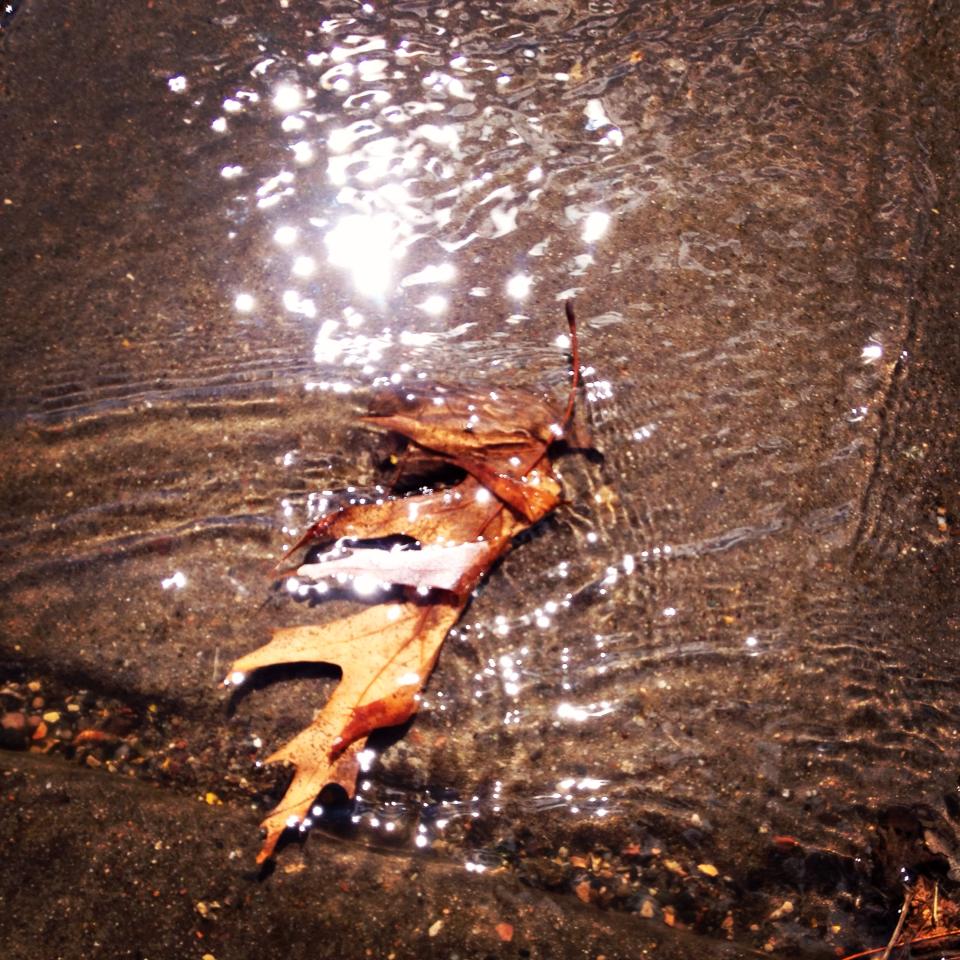 Leaf in the Water