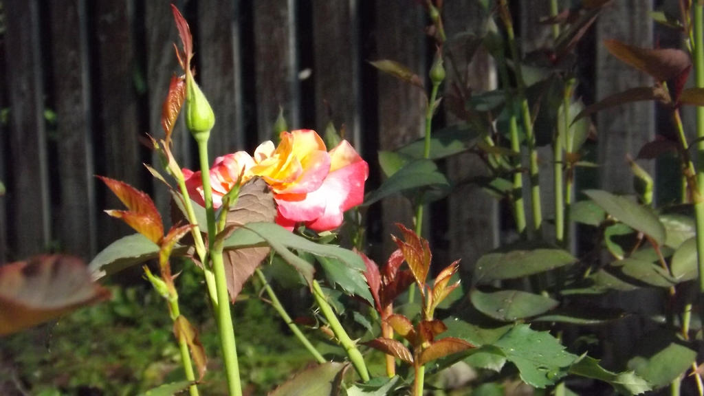 Roses 051