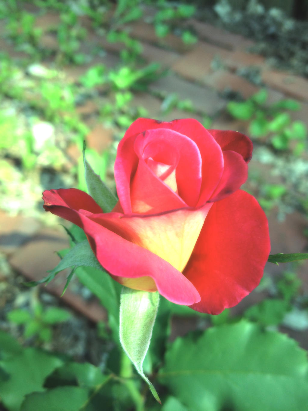 Two Tone Rose