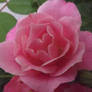 Pink Tearose in Bloom