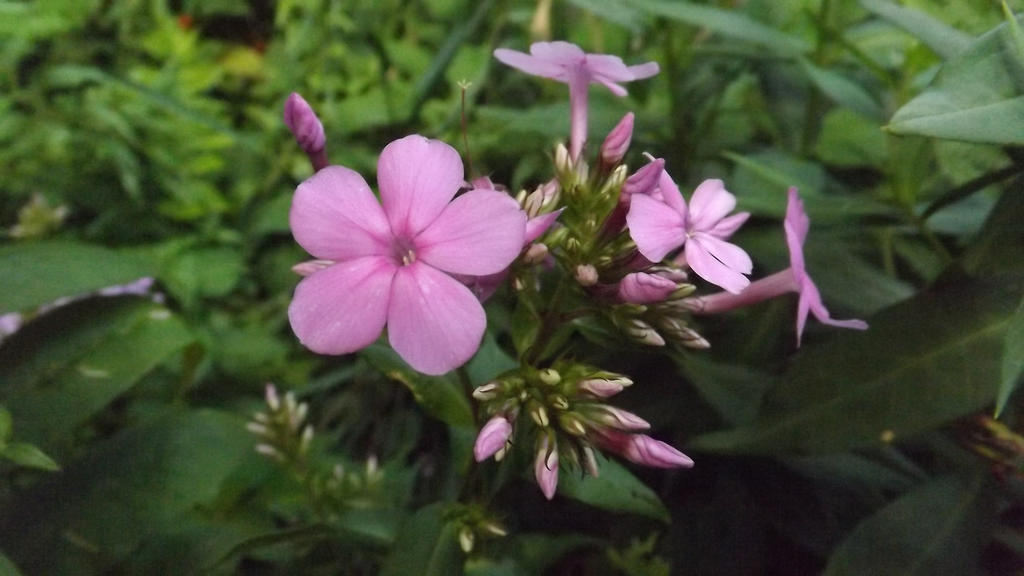 Phlox Close-Up