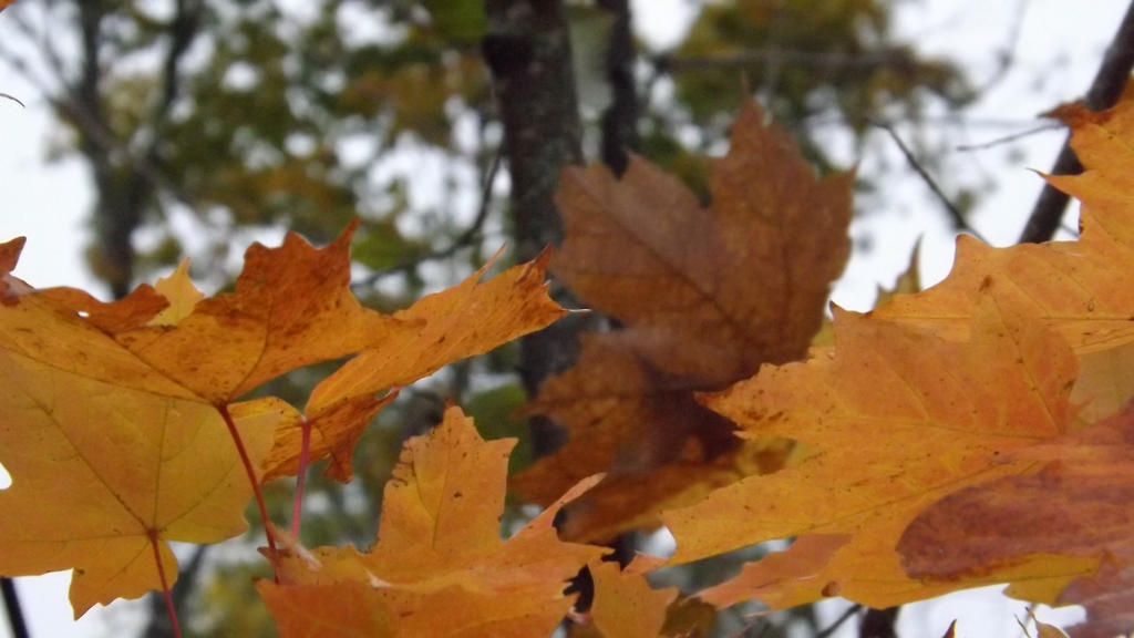 Golden Leaves 2