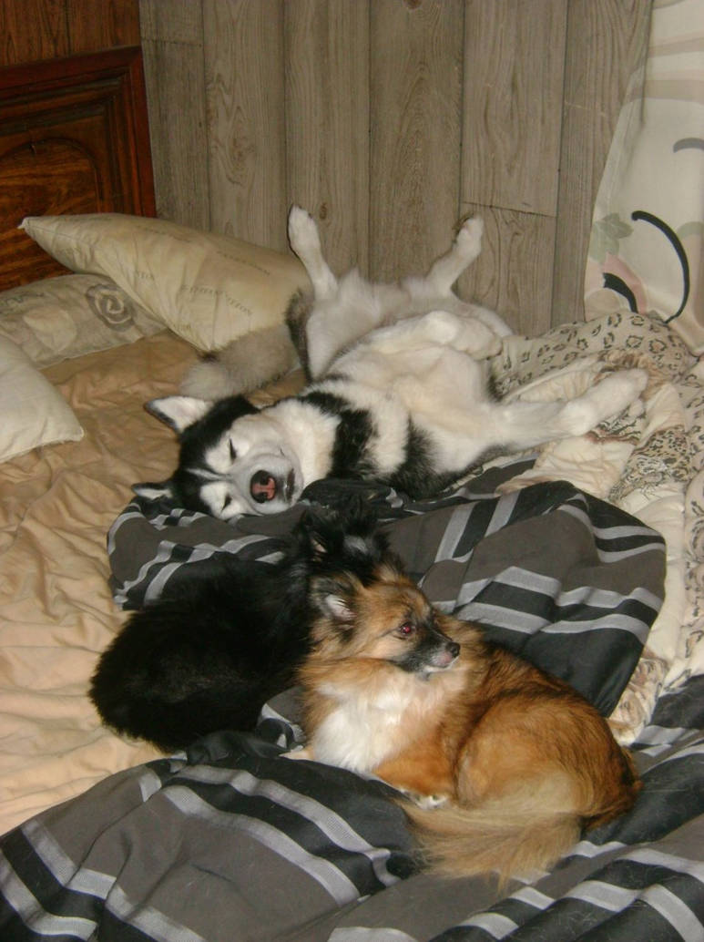 How Huskies Sleep By SiberianSpirit On DeviantArt how-huskies-sleep-by-siberianspirit-on-deviantart