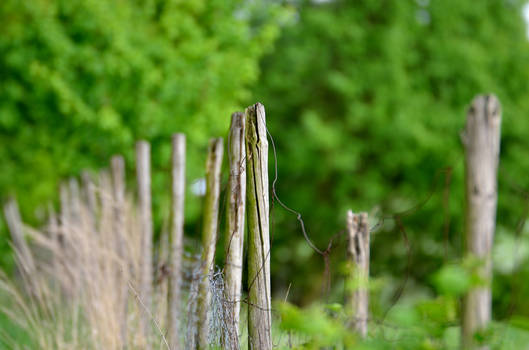 green fence