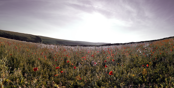 Pentire Poppies