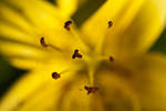 Yellow Asiatic Lily by djmikeinca