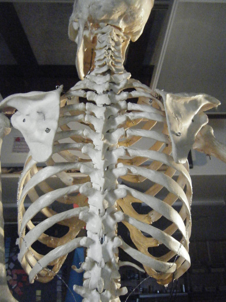 Показать ребра человека. Поясница скелет. Скелет ребра. Позвоночник и ребра. Скелет со спины.