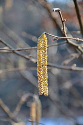 catkins