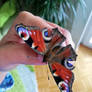 peacock butterfly