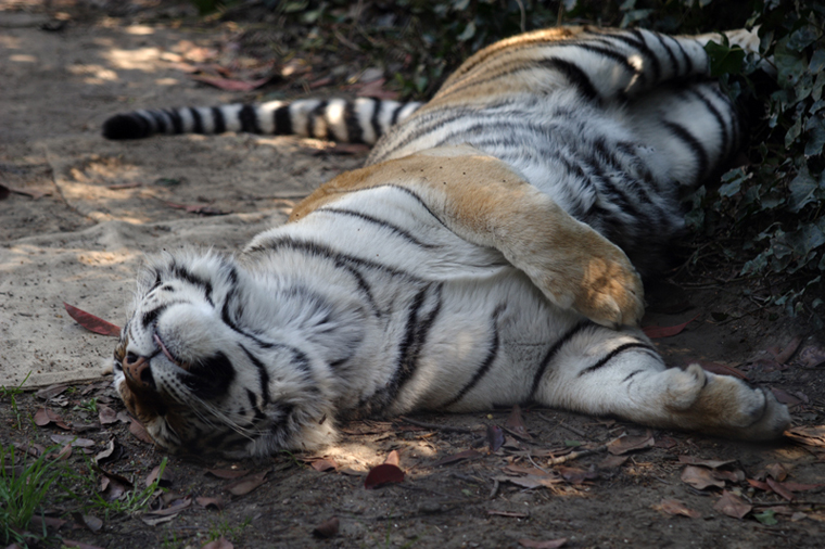 Sleepy day tiger