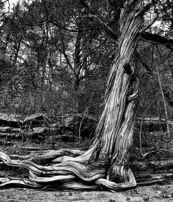 Eclipsed Roots Roots by ecce38 on DeviantArt