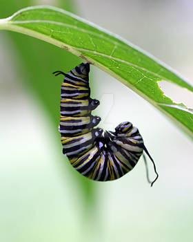 Birth of a Butterfly 1