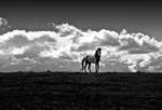 Haig by GDALLIS