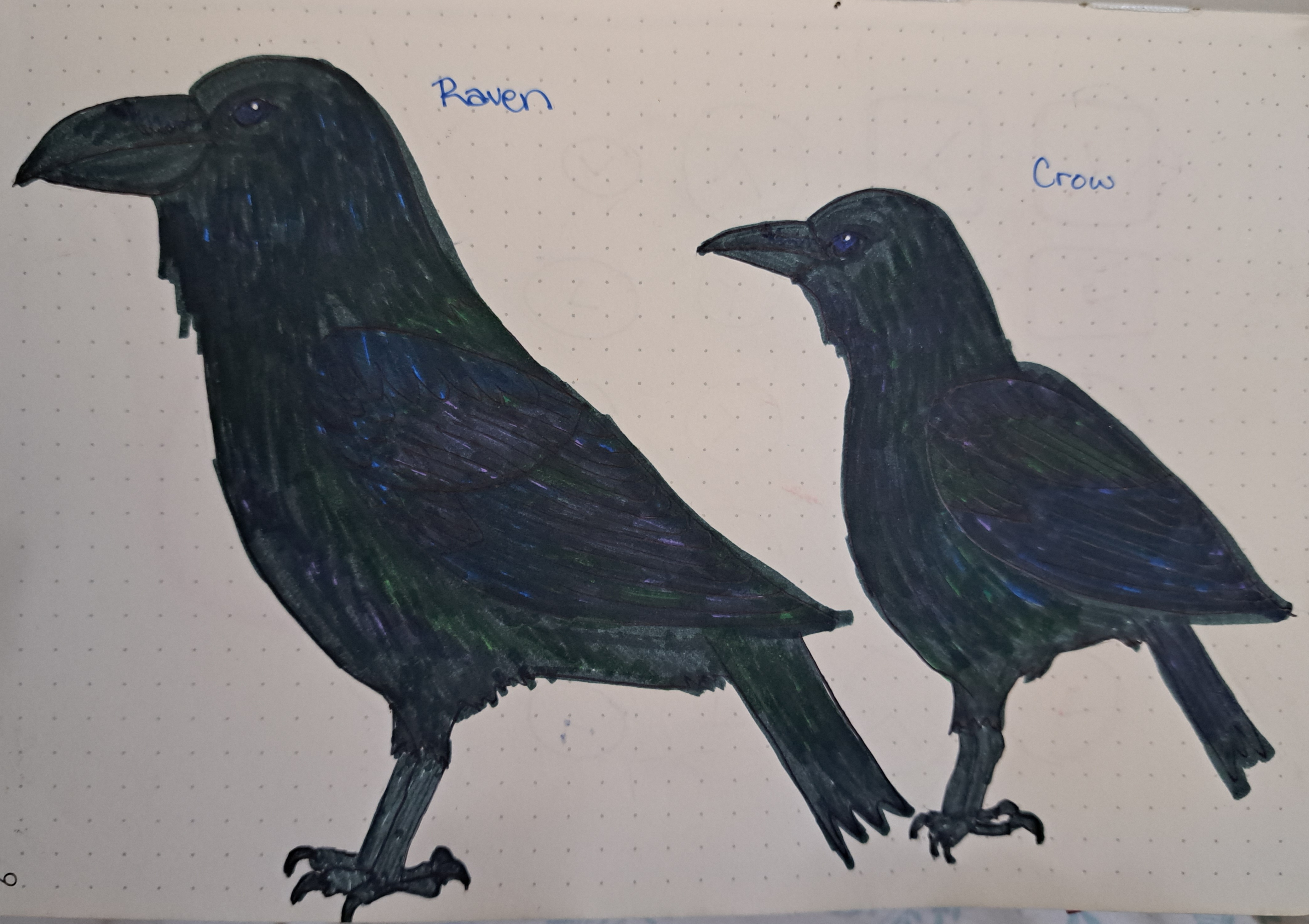 Raven and Crow 2021 by aquamaeanna on DeviantArt