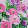 Floral iPhone Wallpaper Pink Ranunculus Background