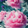 Floral iPhone Wallpaper Pink Peonies Background